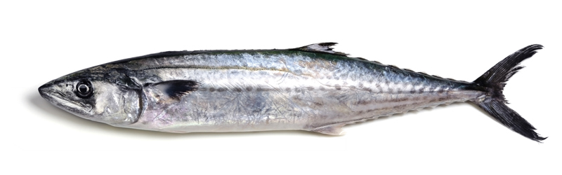 凍品海鮮大圖21鲅魚.jpg