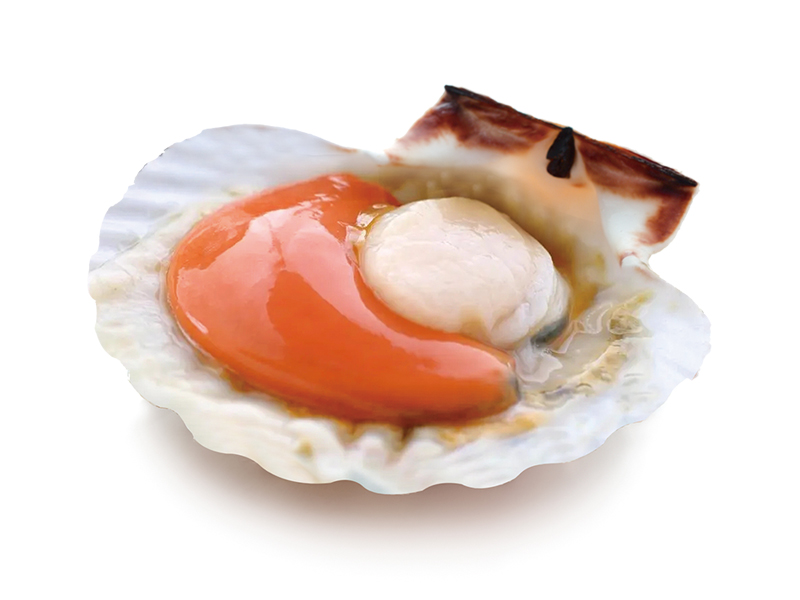 凍品海鮮大圖16夏夷貝.jpg